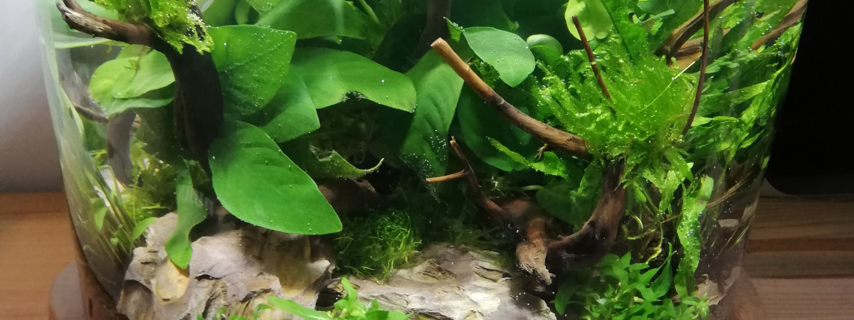 aquarium Round Scape