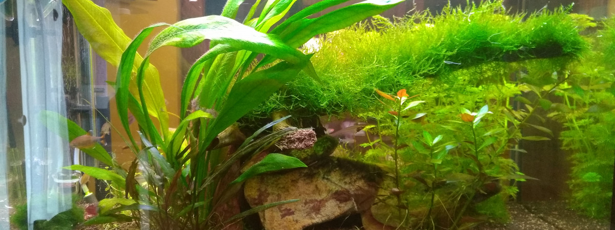 aquarium bac entrée