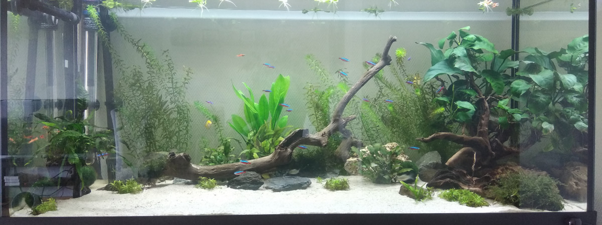 aquarium Aqua2020