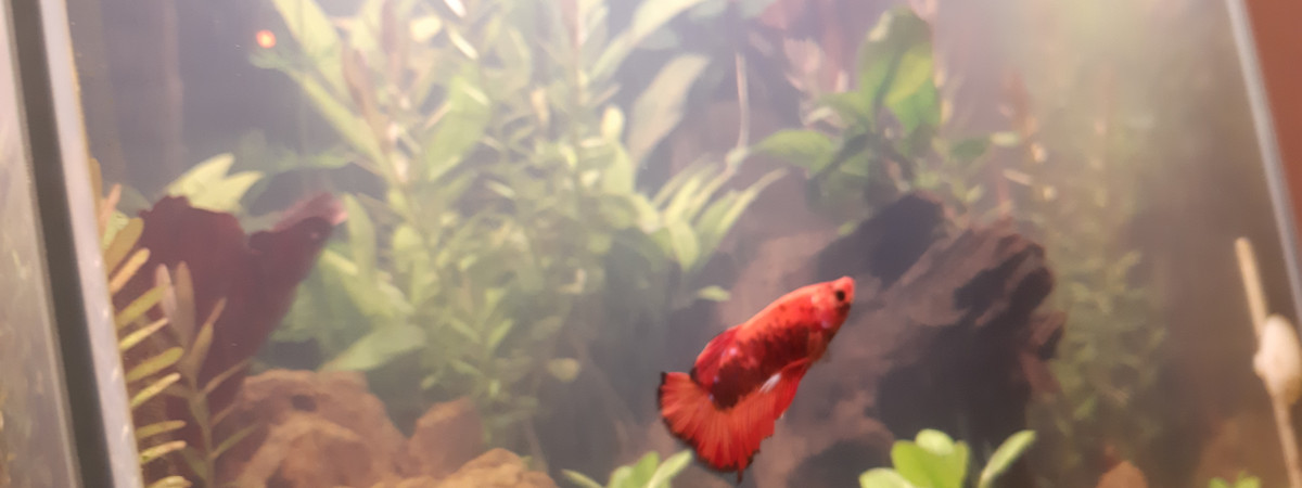 aquarium Aquarium 30 litres pour betta
