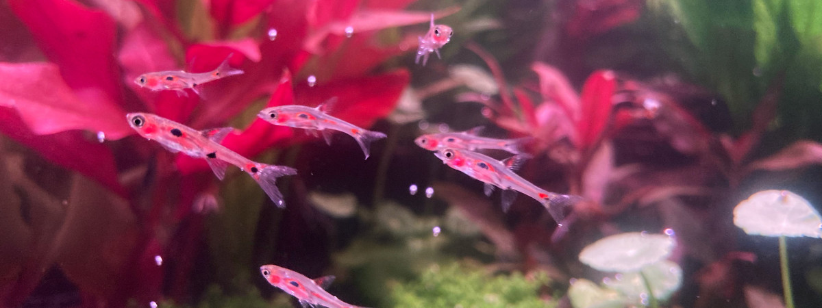 aquarium Nice