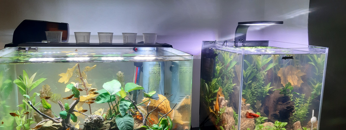 aquarium 55 litre denerle