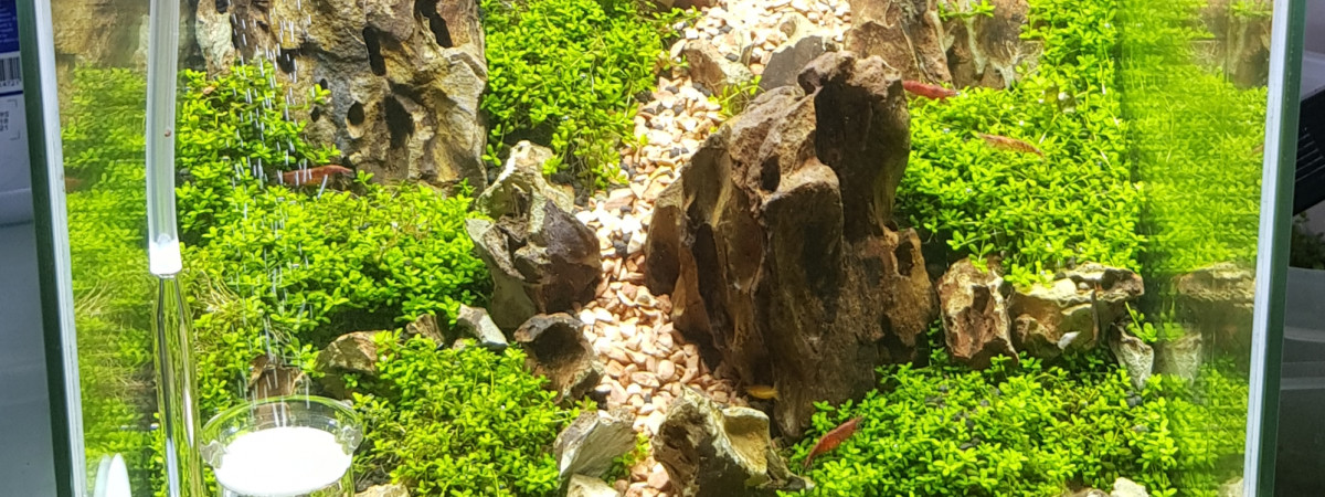 aquarium Aquascape