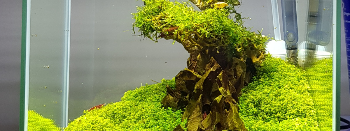 aquarium Aquascape