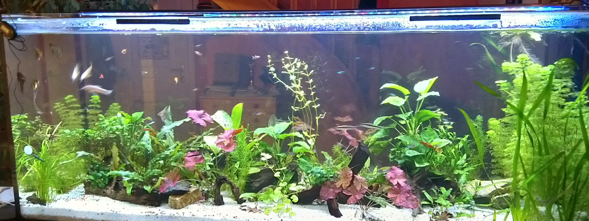 aquarium Petit 600