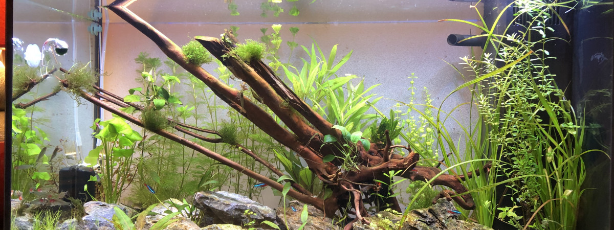 aquarium Rio 125 Gilles