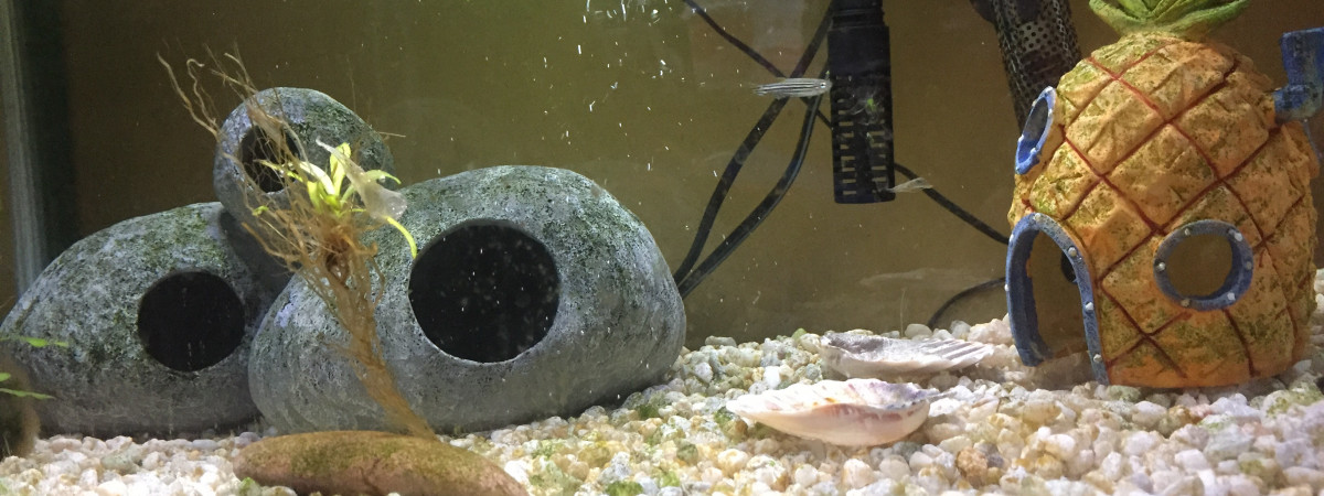 aquarium Bac détente