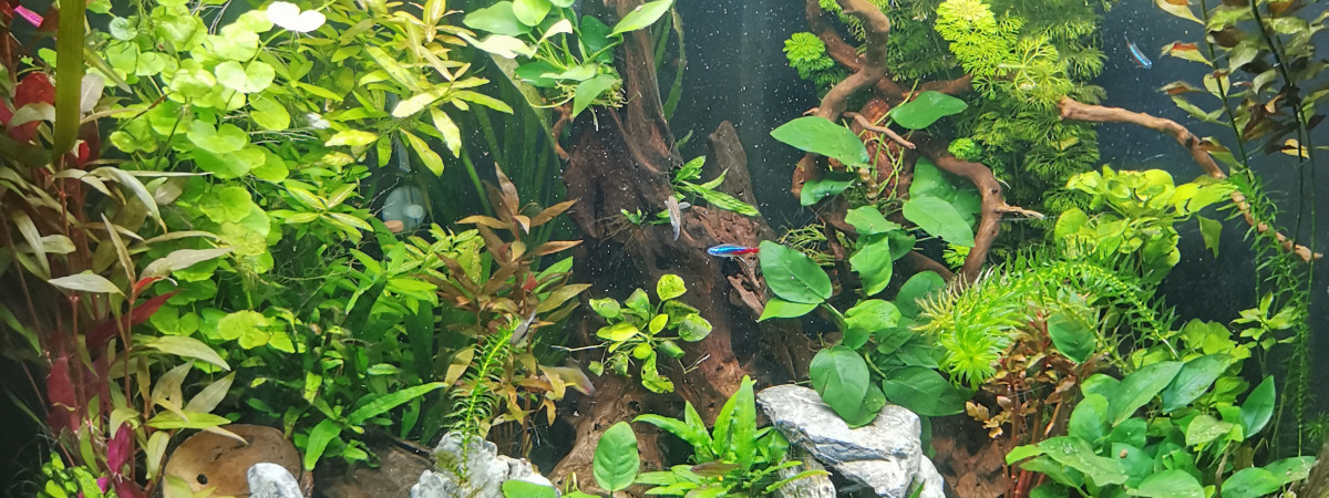 aquarium Amazonien trigon 190L