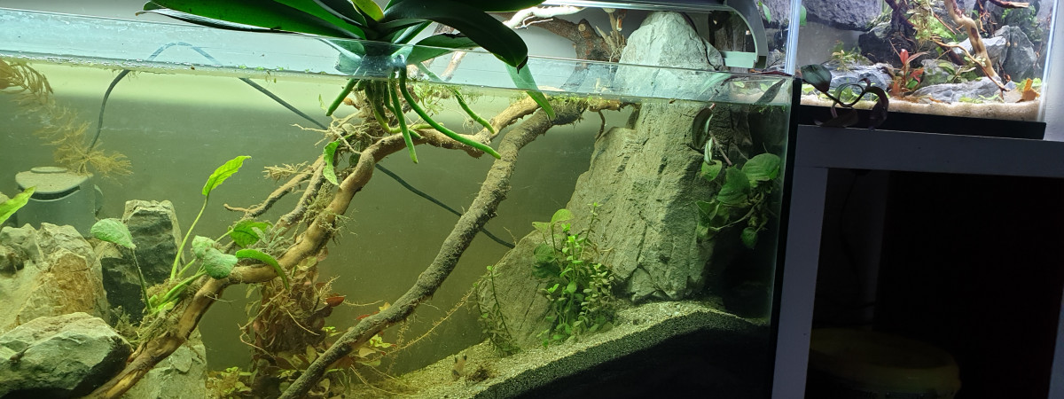 aquarium 100L Cory Paradise