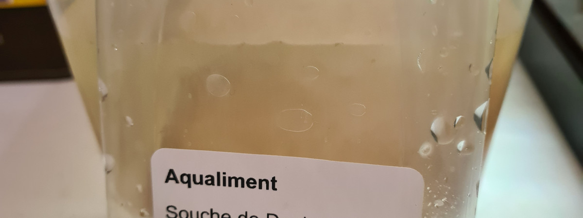 aquarium Daphnies