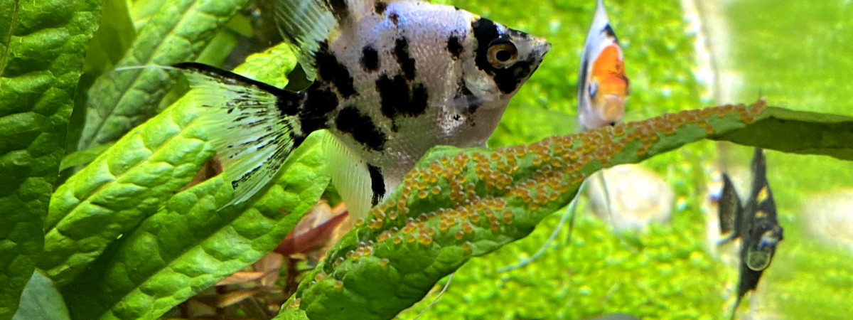 aquarium Amazonien