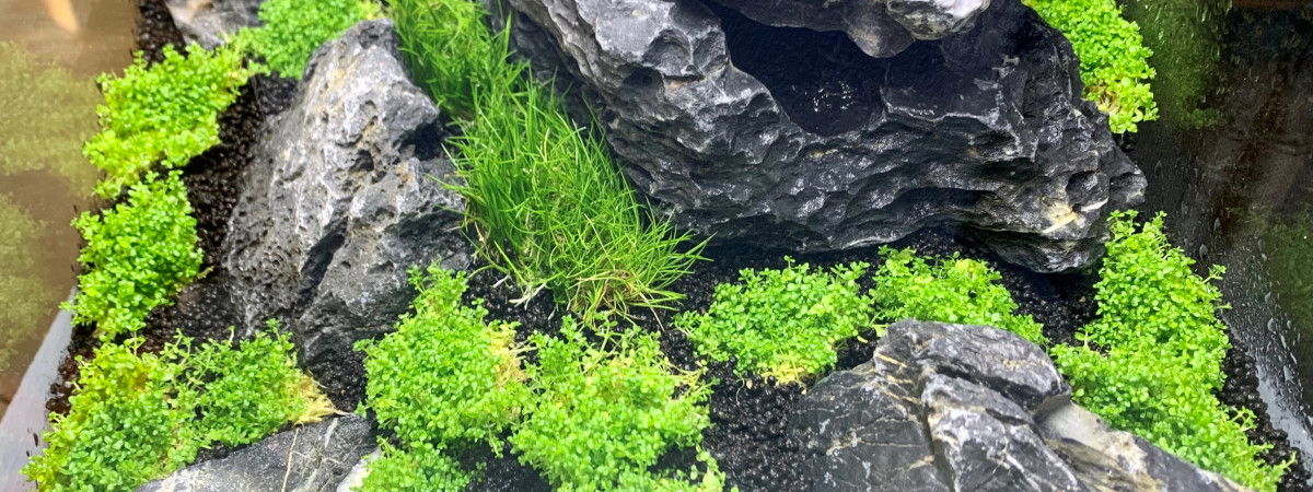 aquarium 30 Litres Style IWAGUMI