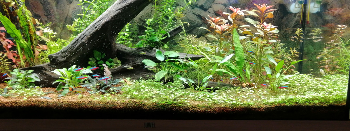 aquarium Rio 180