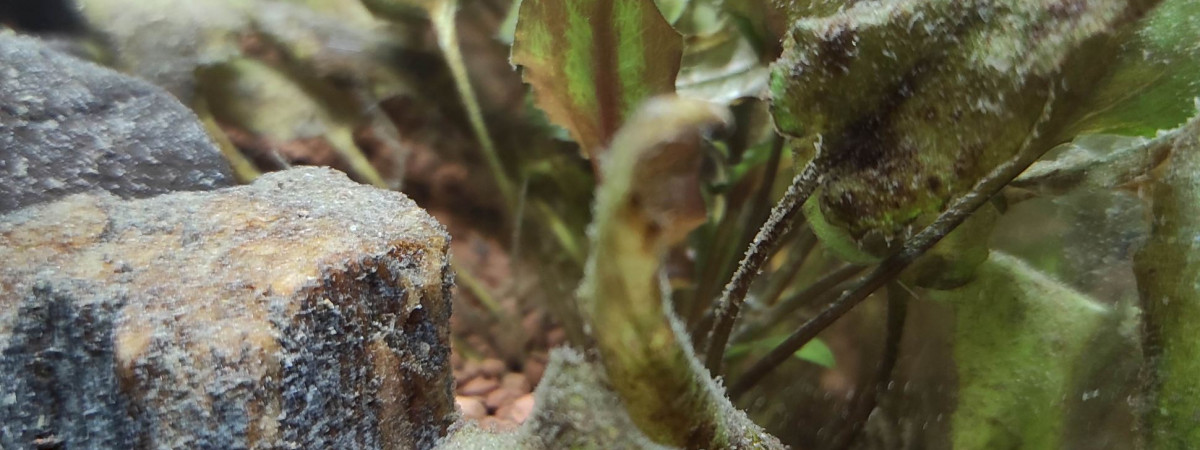 aquarium Biotope mixte avec crevettes et poissons amazoniens