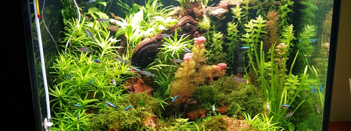 aquarium Aquascaping amazonien