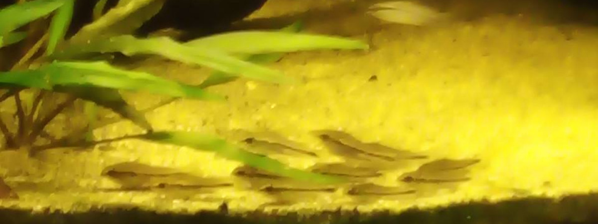 aquarium Corydoras pygmaeus