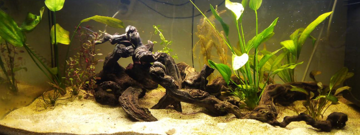 aquarium Paramaribo