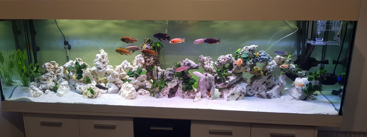 aquarium 600l malawi