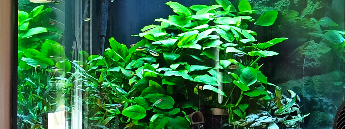 aquarium Aqua Seb