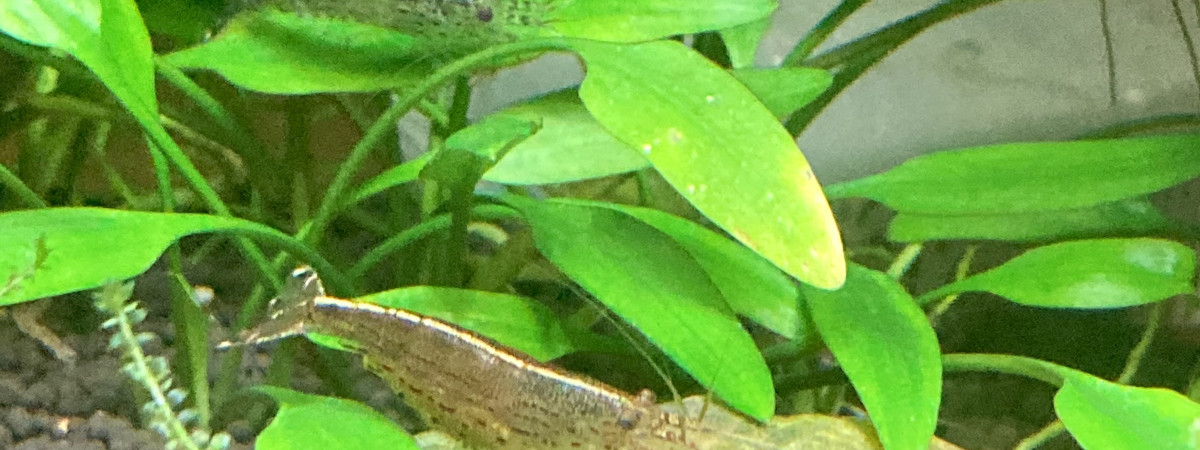 aquarium Aqua BETTA 18L