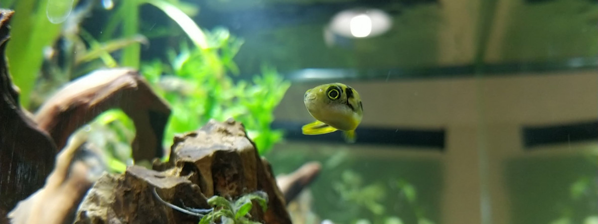aquarium Aquarium Endler