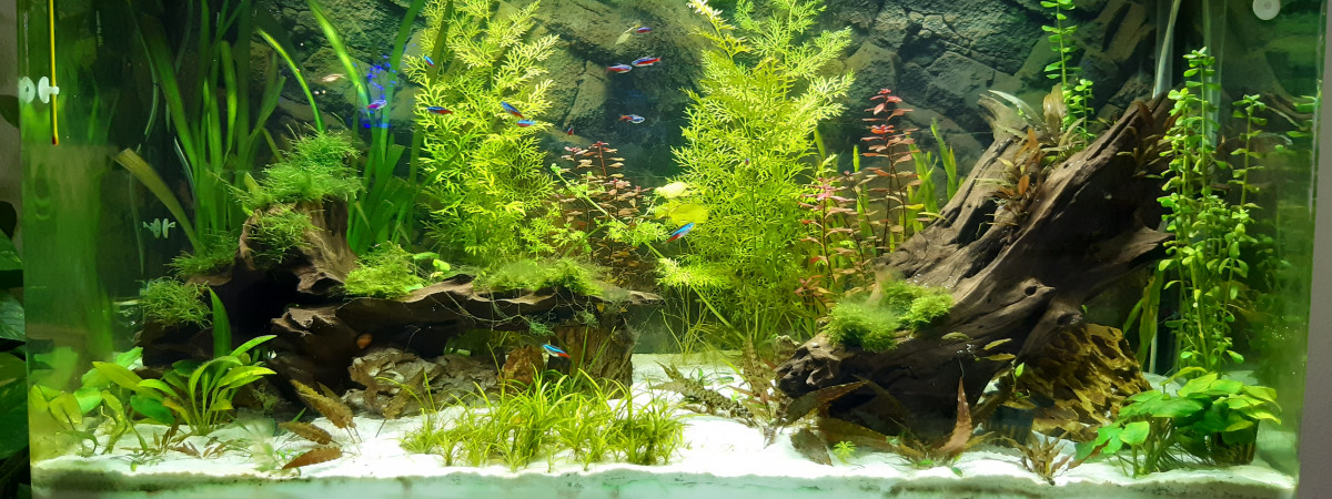 aquarium OSAKA 320