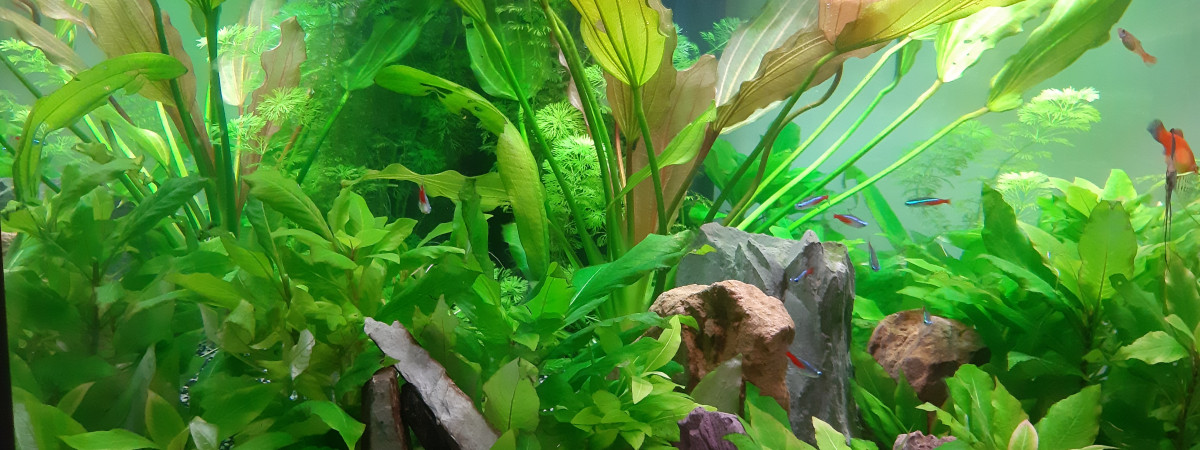 aquarium Corner 190