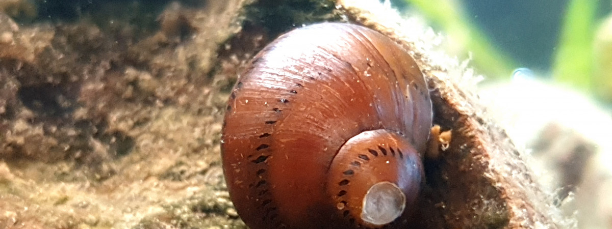 aquarium Communautaire 190L