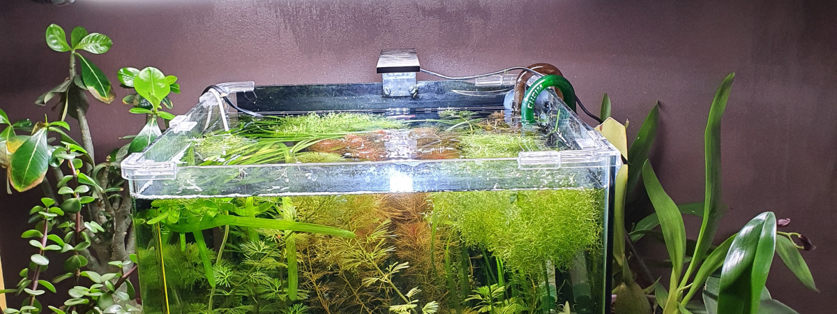 aquarium Bac secondaire