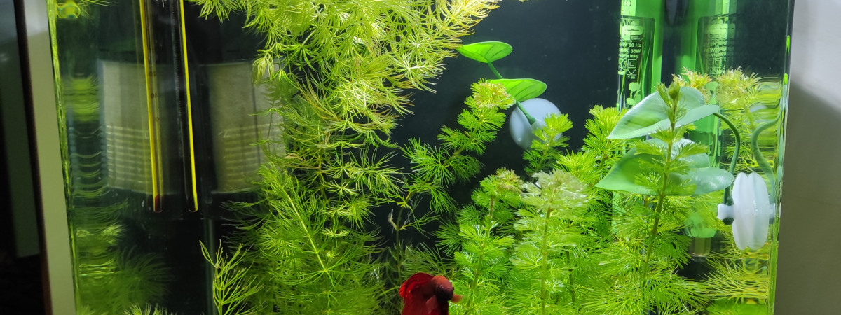 aquarium Marcel