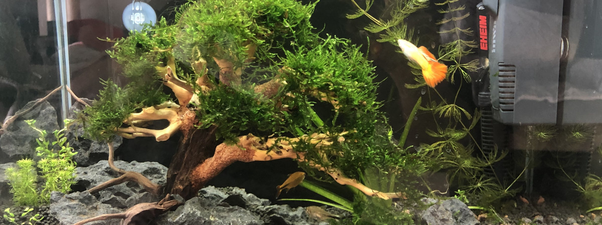 aquarium BONSAi GUPPY