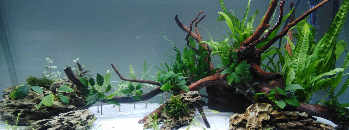 aquarium 200L