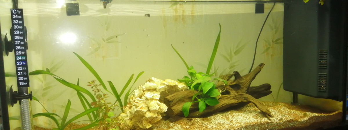 aquarium 100l guppy