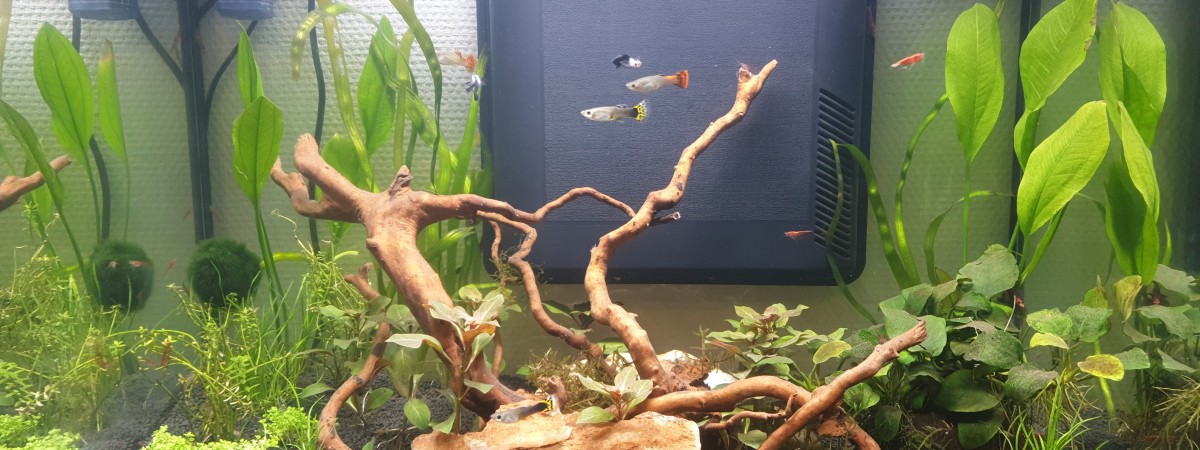 aquarium AQUALANTIS 110 L