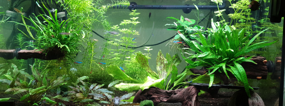 aquarium Jungle