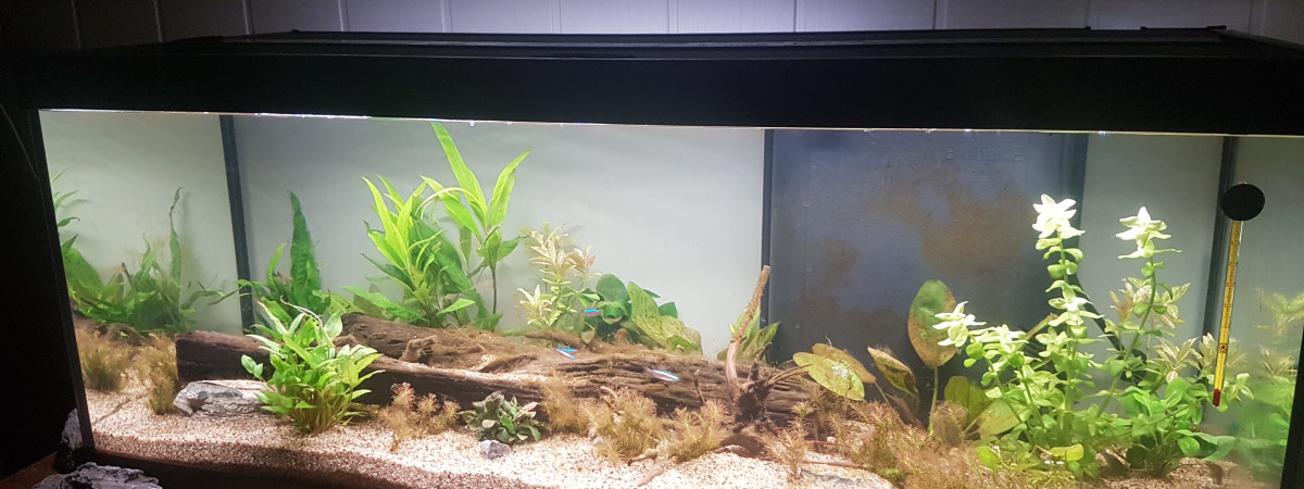 aquarium Cecchetti57