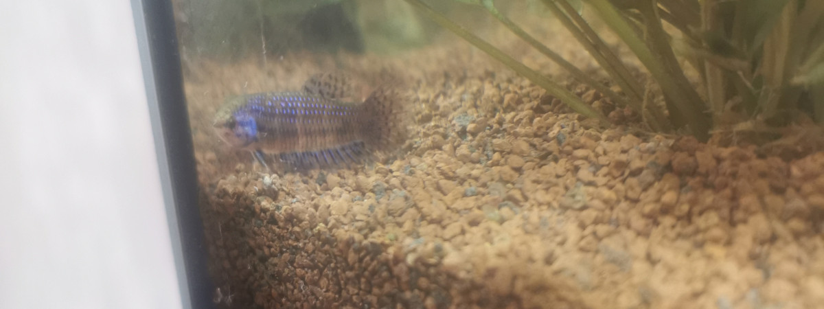 aquarium Betta alien blue