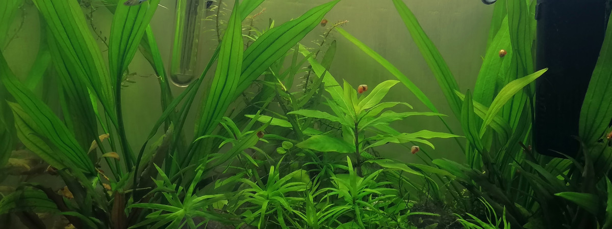 aquarium Aqua 25l