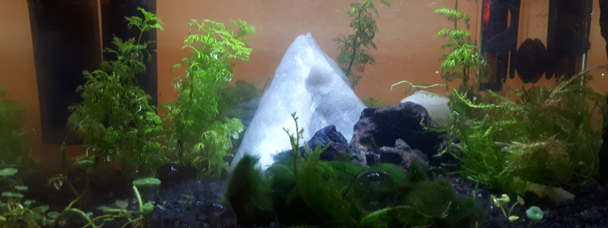 aquarium debutant nano 15l neocaridina