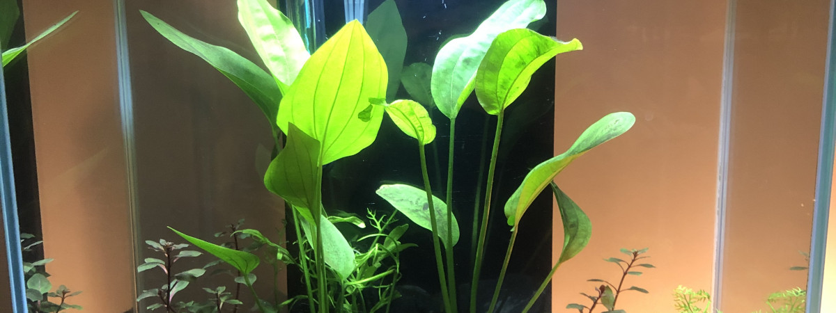 aquarium Fluvial edge