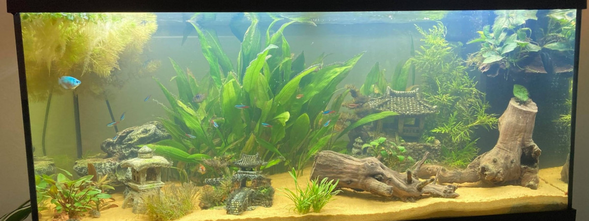 aquarium Juwel 180L