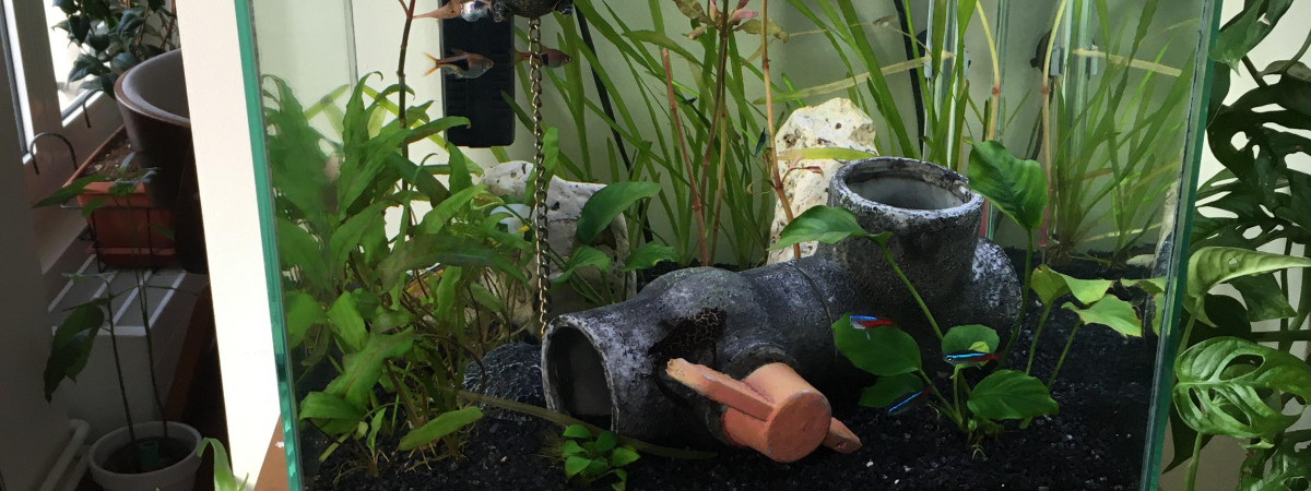aquarium 50L d appartement