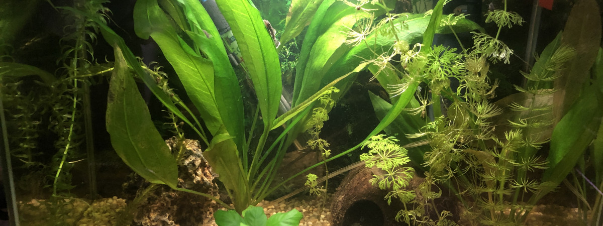 aquarium 20L combattant male