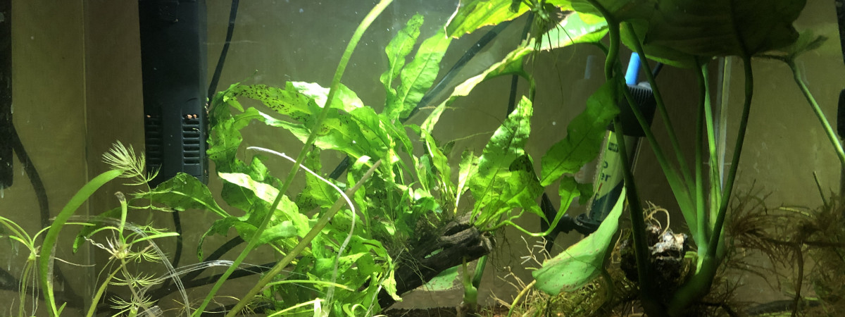 aquarium 20L combattant femelle