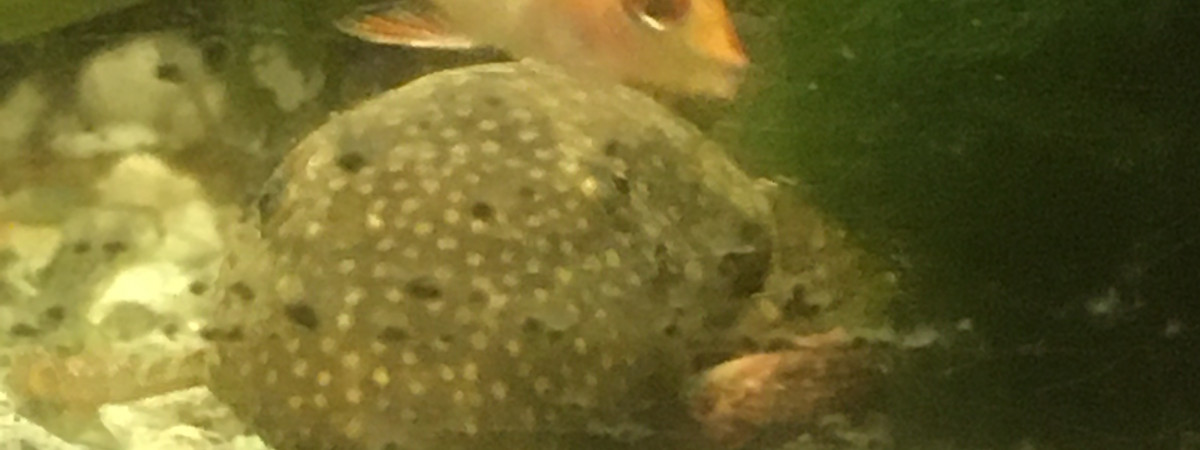 aquarium Maison