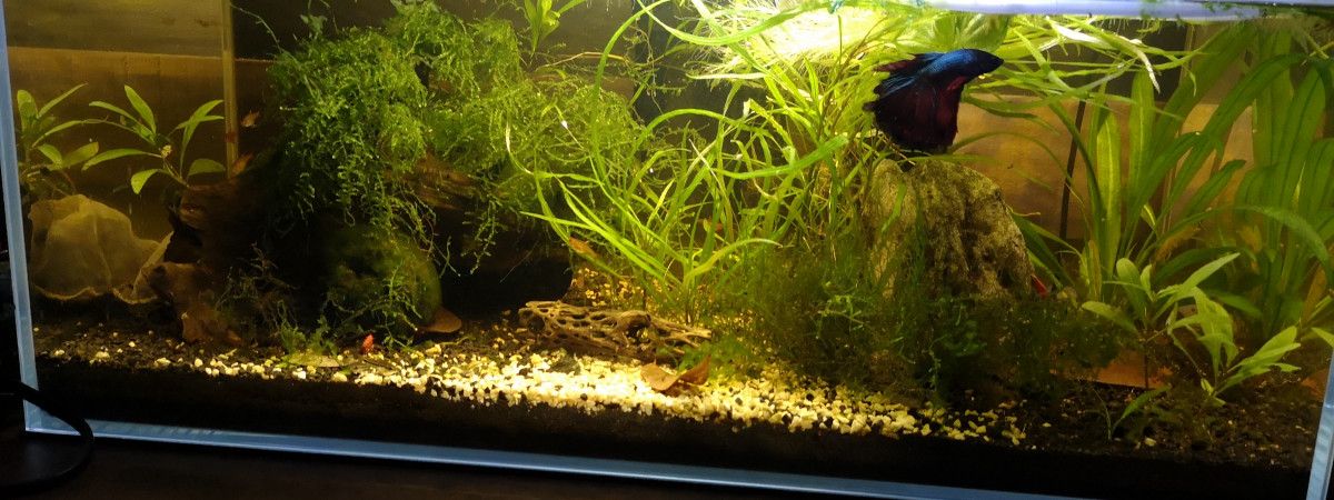 aquarium Petit communautaire