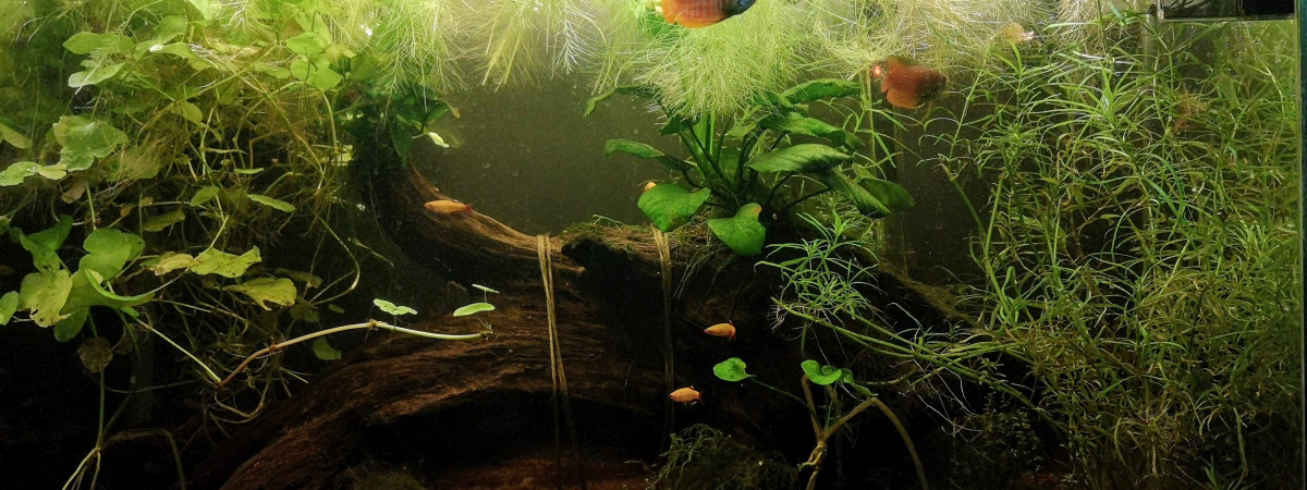 aquarium Grand communautaire