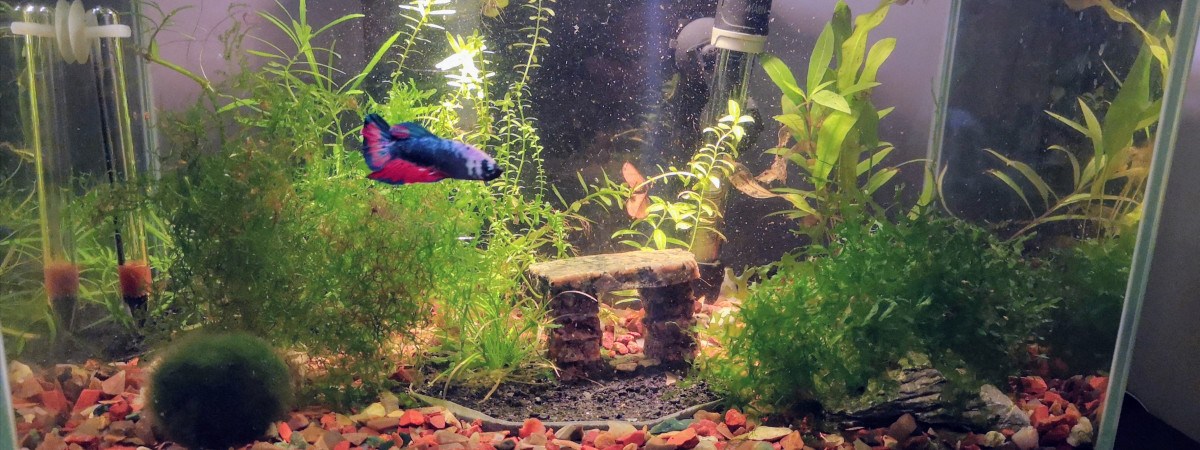 aquarium Todoroki