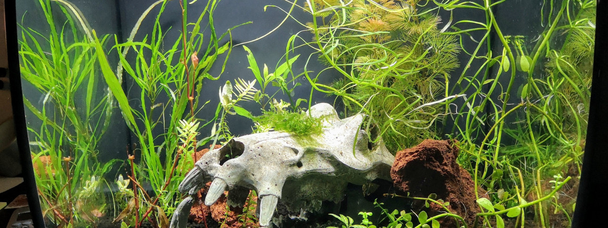 aquarium Projet