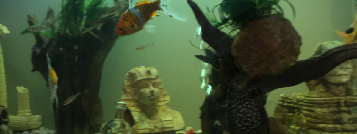 aquarium Premier auquarium